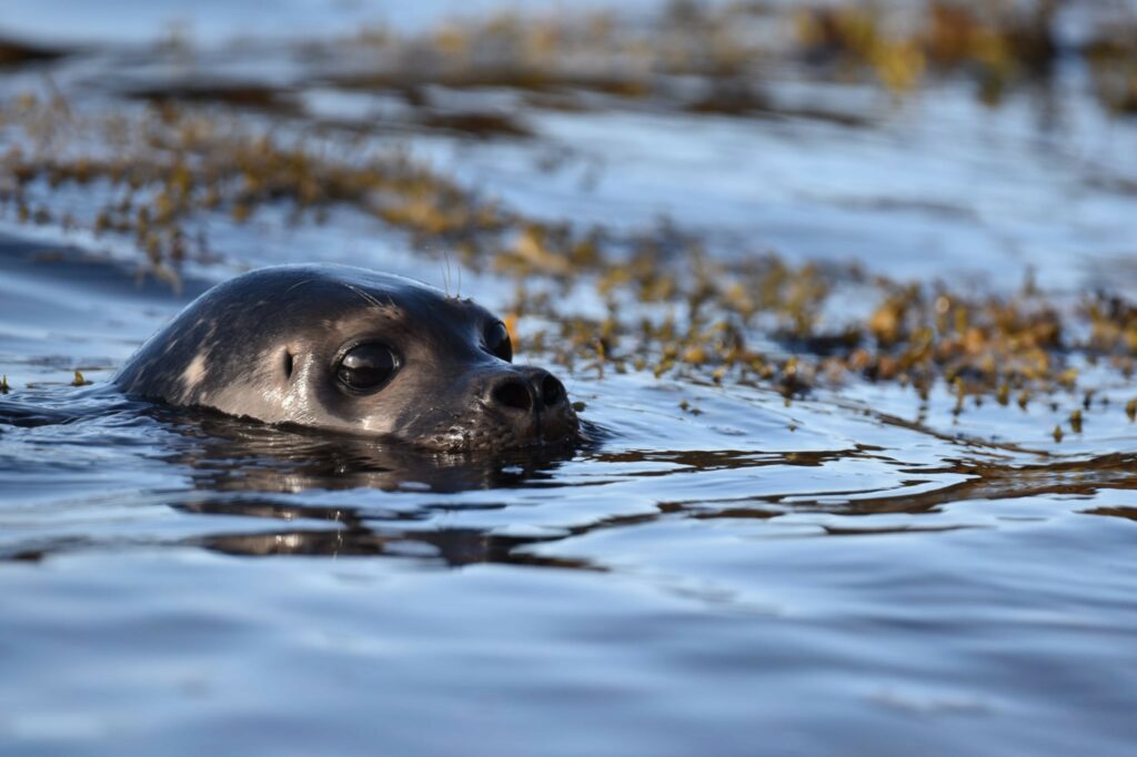 Hillswick Wildlife Sanctuary - Seal